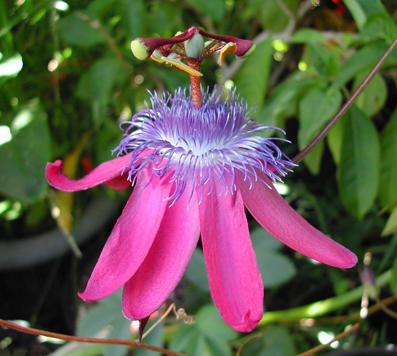 Passiflora loefgrenii
